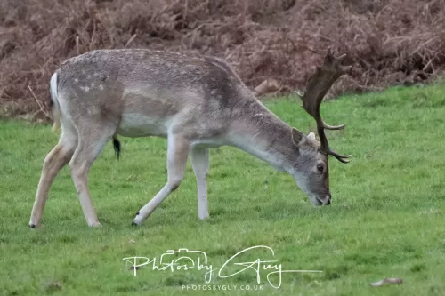 27 December 2025 - Bradgate Park, Leicestershire - Fallow Deer