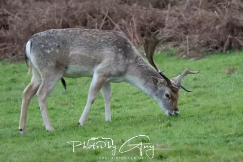 27 December 2025 - Bradgate Park, Leicestershire - Fallow Deer