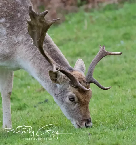 27 December 2025 - Bradgate Park, Leicestershire - Fallow Deer