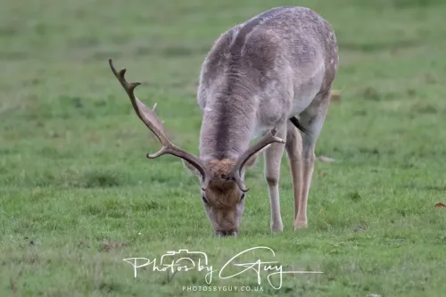 27 December 2025 - Bradgate Park, Leicestershire - Fallow Deer