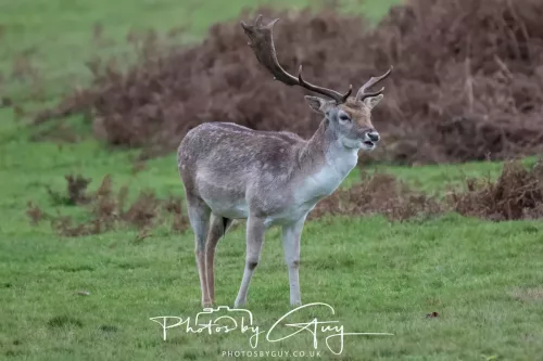 27 December 2025 - Bradgate Park, Leicestershire - Fallow Deer