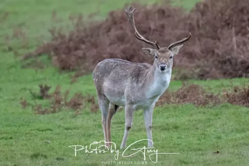 27 December 2025 - Bradgate Park, Leicestershire - Fallow Deer