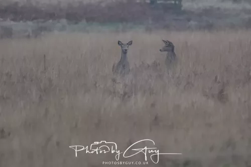 27 December 2025 - Bradgate Park, Leicestershire - Fallow Deer