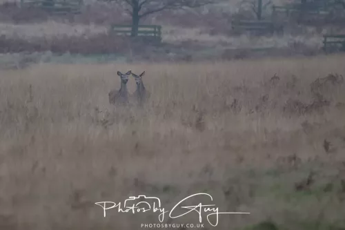 27 December 2025 - Bradgate Park, Leicestershire - Fallow Deer