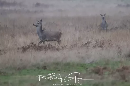 27 December 2025 - Bradgate Park, Leicestershire - Fallow Deer