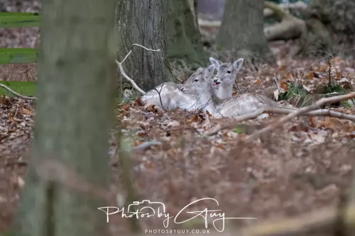 27 December 2025 - Bradgate Park, Leicestershire - Fallow Deer