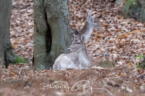 27 December 2025 - Bradgate Park, Leicestershire - Fallow Deer