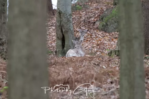 27 December 2025 - Bradgate Park, Leicestershire - Fallow Deer