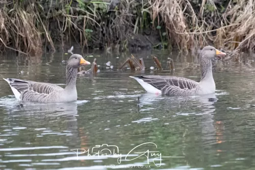 28 December 2025 - Barrow Upon Soar , Leicestershire - Greylag Geese