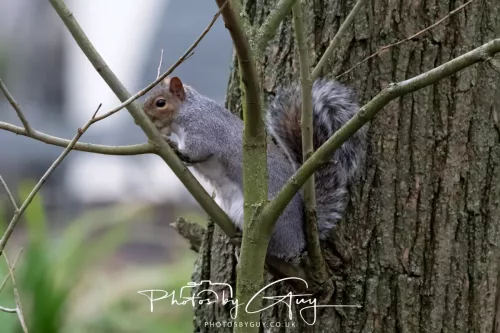 28 December 2025 - Barrow Upon Soar , Leicestershire -Grey Squirrel 