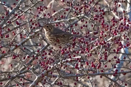 30 December 2025 - Parkside, Cleator Moor, Cumbria - Thrush