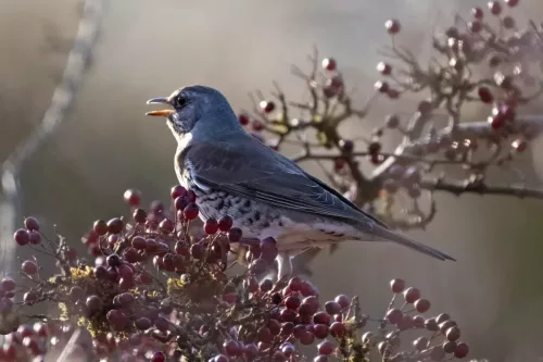 30 December 2025 - Parkside, Cleator Moor, Cumbria - Fieldfare