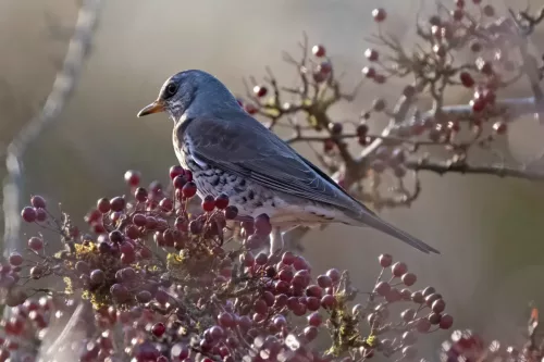 30 December 2025 - Parkside, Cleator Moor, Cumbria - Fieldfare