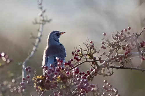 30 December 2025 - Parkside, Cleator Moor, Cumbria - Fieldfare