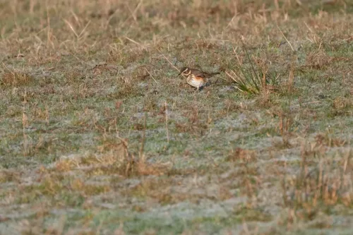 30 December 2025 - Parkside, Cleator Moor, Cumbria - Redwing