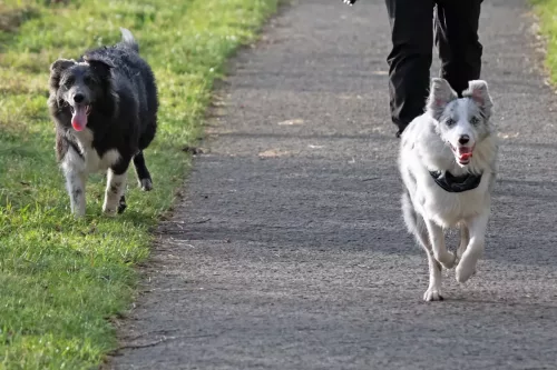 30 December 2025 - Parkside, Cleator Moor, Cumbria - Skye and her brother Rolo