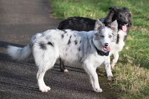 30 December 2025 - Parkside, Cleator Moor, Cumbria - Skye and her brother Rolo
