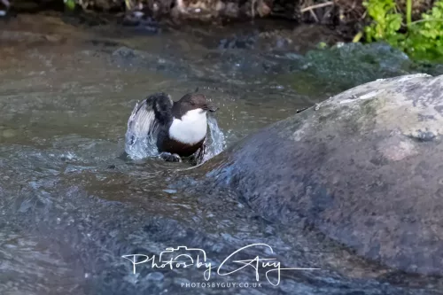 01 January 2026. Egremont, Cumbria - Dipper