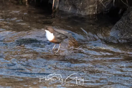 01 January 2026. Egremont, Cumbria - Dipper