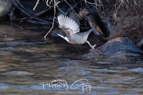 01 January 2026. Egremont, Cumbria - Dipper