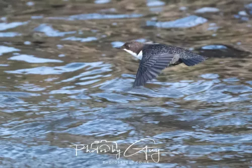 01 January 2026. Egremont, Cumbria - Dipper