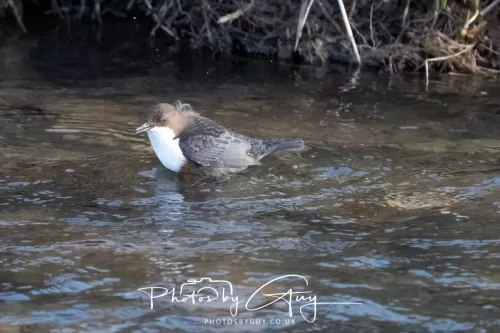 01 January 2026. Egremont, Cumbria - Dipper