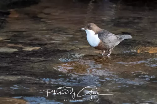 01 January 2026. Egremont, Cumbria - Dipper
