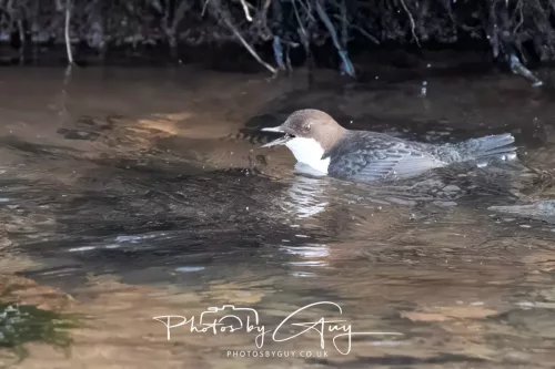 01 January 2026. Egremont, Cumbria - Dipper