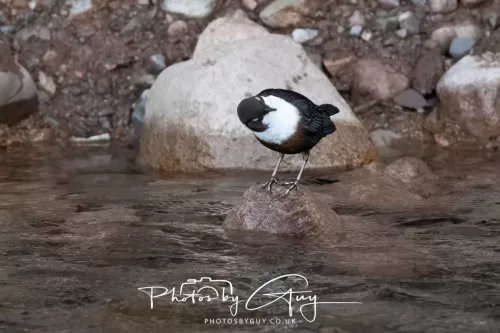 01 January 2026. Egremont, Cumbria - Dipper