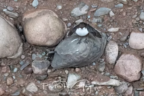 01 January 2026. Egremont, Cumbria - Dipper