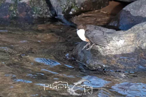 01 January 2026. Egremont, Cumbria - Dipper