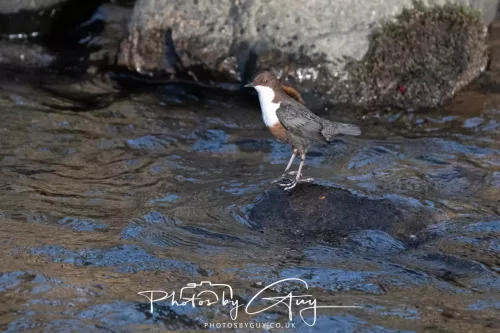 01 January 2026. Egremont, Cumbria - Dipper