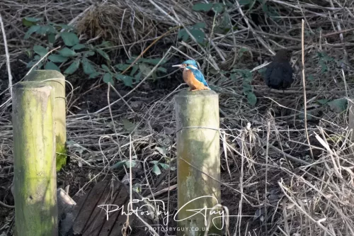 01 January 2026. Workington, Cumbria - Kingfisher