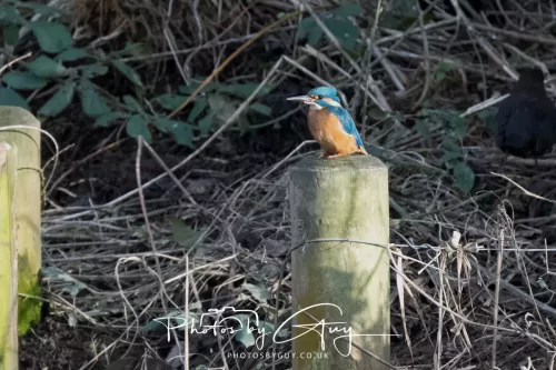 01 January 2026. Workington, Cumbria - Kingfisher-2