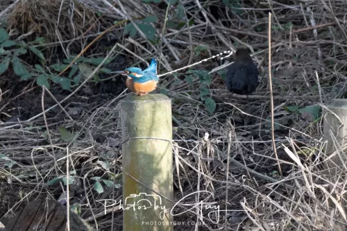 01 January 2026. Workington, Cumbria - Kingfisher