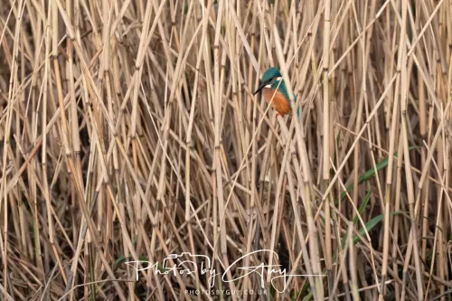 01 January 2026. Workington, Cumbria - Kingfisher