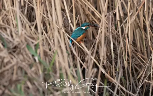 01 January 2026. Workington, Cumbria - Kingfisher
