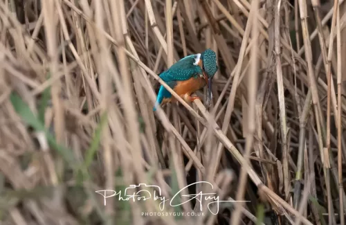 01 January 2026. Workington, Cumbria - Kingfisher