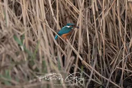 01 January 2026. Workington, Cumbria - Kingfisher