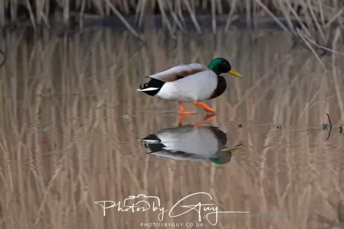 01 January 2026. Workington, Cumbria - Mallard on the ice