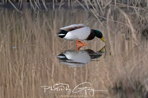 01 January 2026. Workington, Cumbria - Mallard on the ice