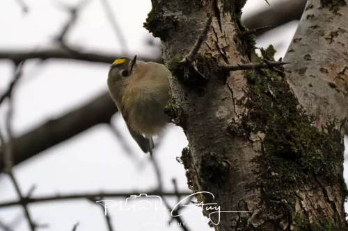 02 January 2026 - Parkside, Cumbria - Goldcrest