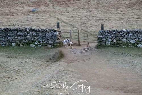 03 January 2026 - Sale Fell, Cumbria 