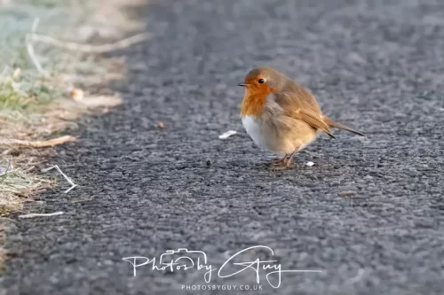 Sunday 4th January 2026 - Parkside, Cumbria - Robin