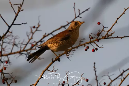 Sunday 4th January 2026 - Parkside, Cumbria - Fieldfare