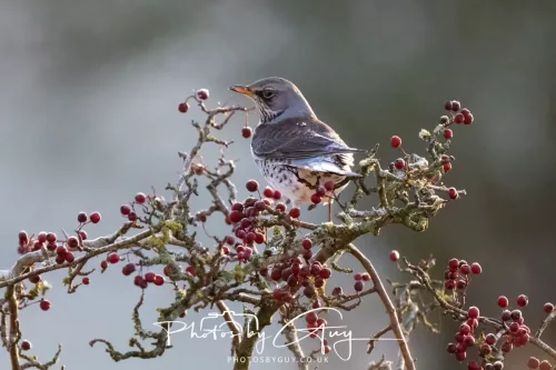 Sunday 4th January 2026 - Parkside, Cumbria - Fieldfare
