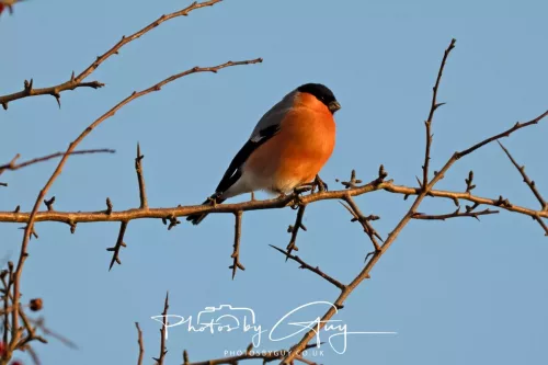 Sunday 4th January 2026 - Parkside, Cumbria - Bullfinch