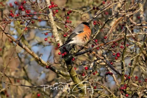Sunday 4th January 2026 - Parkside, Cumbria - Bullfinch