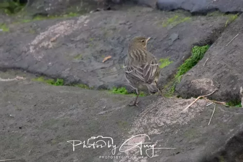 24 Jan 2026 - Whitehaven harbour walk