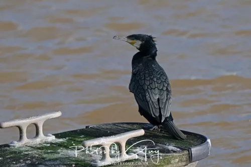 24 Jan 2026 - Whitehaven harbour walk